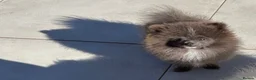 Pomeranian dogs for sale: Pomaranian  - Advert 4