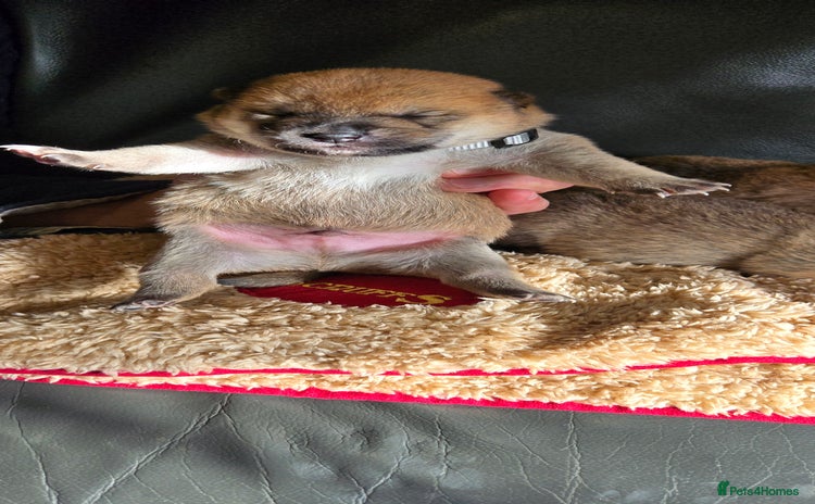 Japanese Shiba Inu dogs - Advert 1