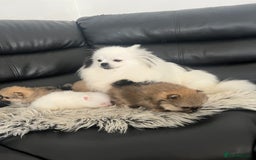 Pomeranian dogs for sale: 🐻Stunning 🤩 Champion Line🏅Teddy Face 🧸 - Image 16