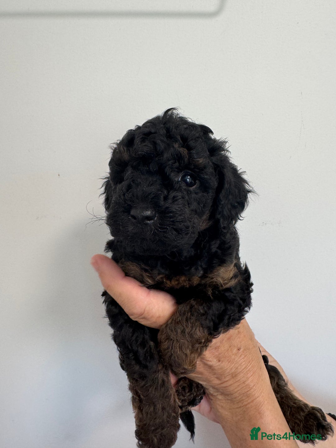 Cavapoo dogs for sale: Beautiful Toy F1b Cavapoo puppies  in Liskeard - Image 22