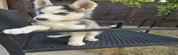 Siberian Husky dogs for sale: lovely pure breed husky puppies, ready to go in London - Advert 4