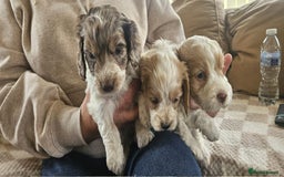 Cockapoo dogs for sale: 8 gorgeous cockapoo puppies - Advert 14