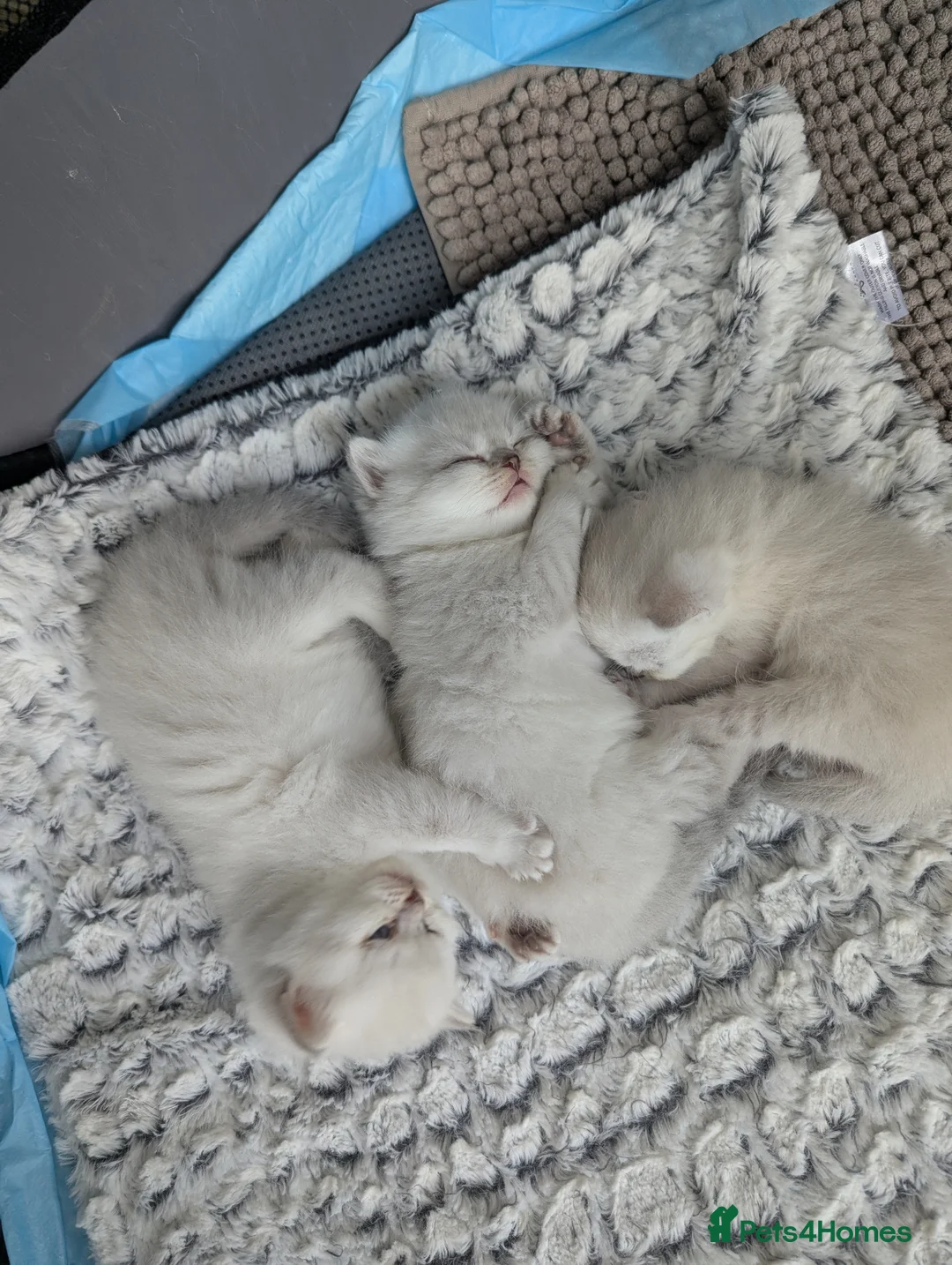 British Shorthair cats for sale: Beautiful British shorthair boys  - Advert 1
