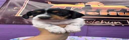 Miniature Dachshund dogs for sale: 5 cute piebald miniature dachshund puppies - Advert 11