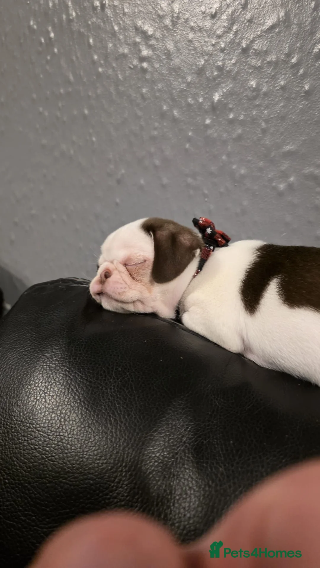 Mixed Breed dogs for sale: Pug cross - Advert 2