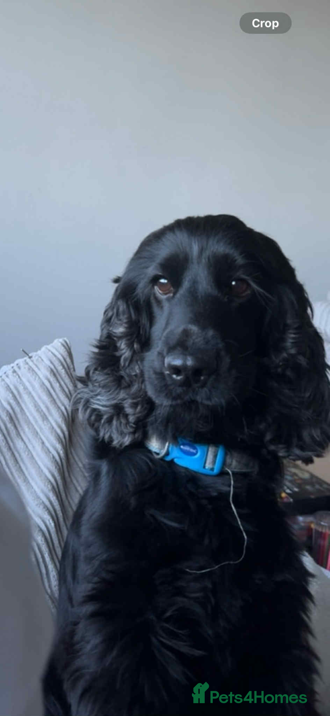 Cocker Spaniel dogs for stud: Dale  - Advert 4