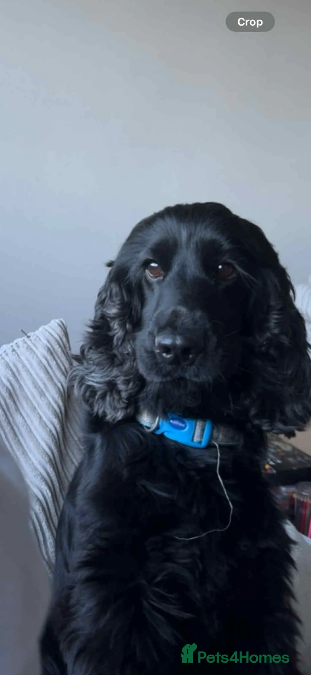 Cocker Spaniel dogs for stud: Dale  - Advert 4