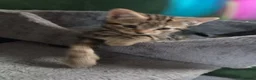 Bengal cats for sale: Bengal x British Short Hair Kittens  in Cupar - Advert 10