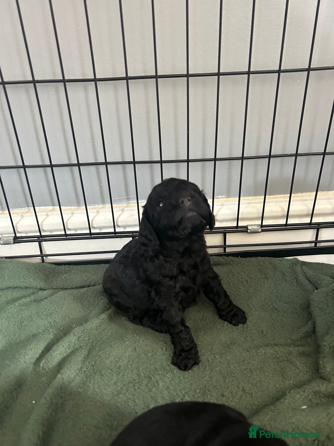 Mixed Breed dogs for sale: Cavalier-poo  - Image 4