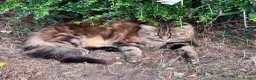 Maine Coon cats for sale: Persian+Maine-coon female cats - Advert 9