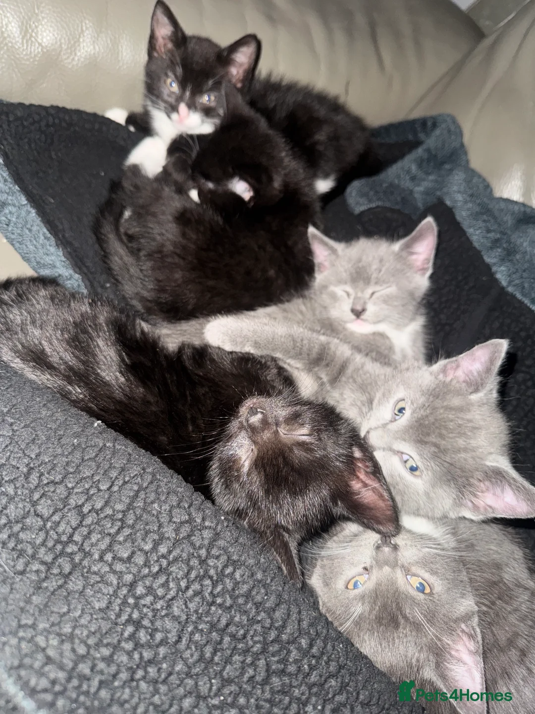 Mixed Breed cats for sale: Beautiful and super friendly mixed kittens - Advert 13