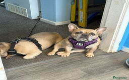 French Bulldog dogs for sale: 2 dogs need rehoming - Image 3