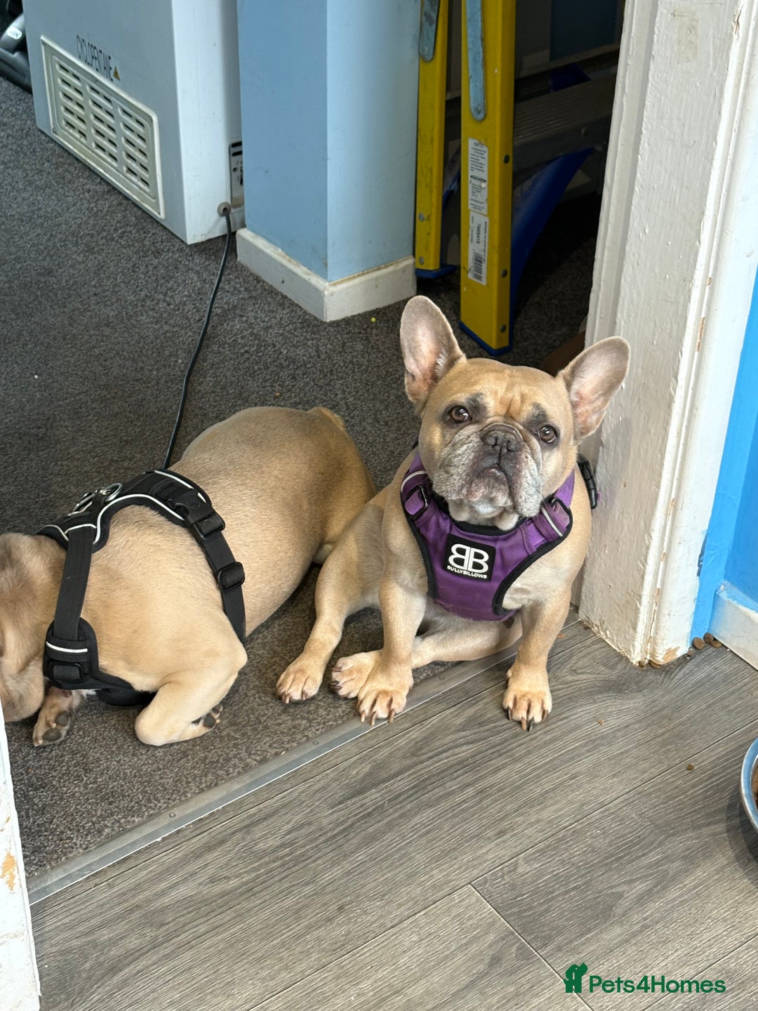 French Bulldog dogs for sale: 2 dogs need rehoming - Image 3