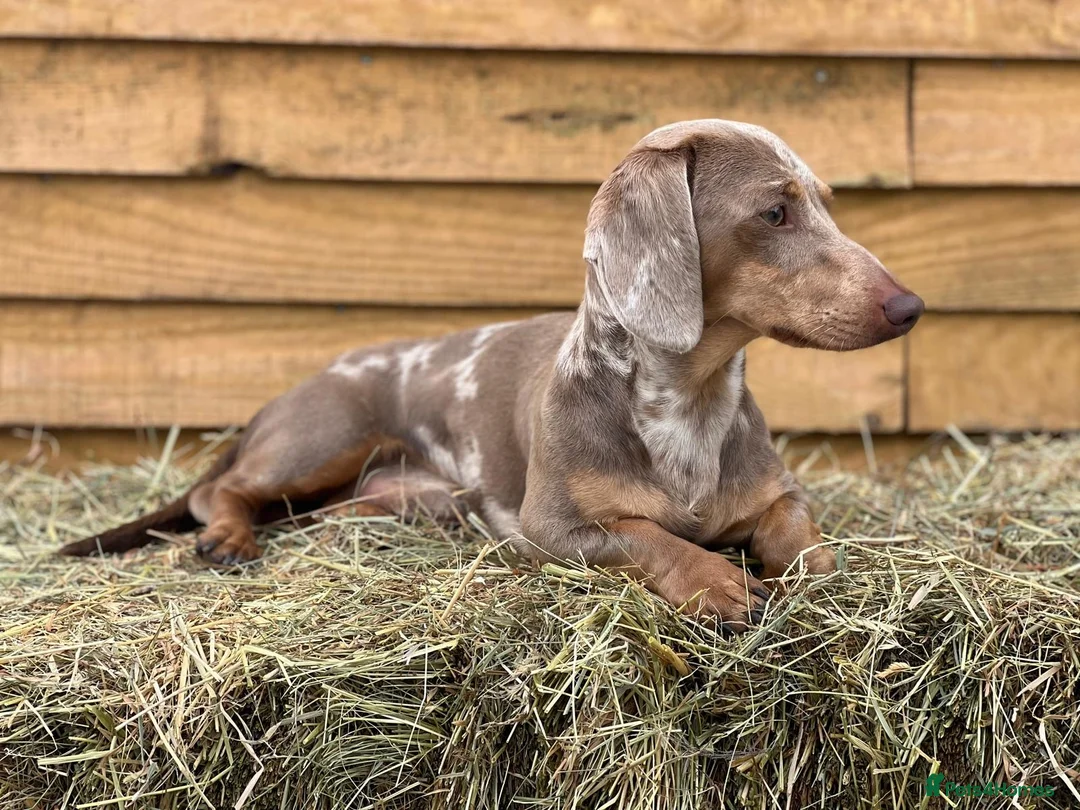 Miniature Dachshund dogs for sale: Miniature dachshunds ready for there new home - Advert 2