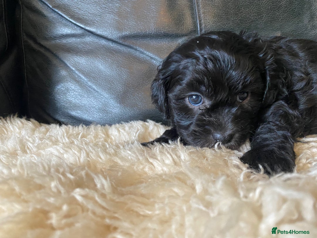 Shihpoo dogs for sale: Adorable F1 ShihPoo puppies in Faversham - Image 13