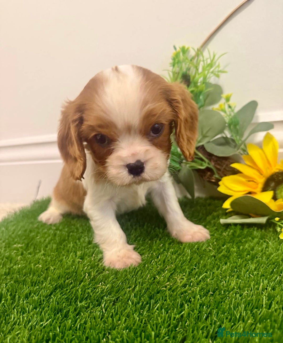 Cavalier King Charles Spaniel dogs for sale: KC Cavalier King Charles Spaniel 🧬 Tested Parents - Advert 6