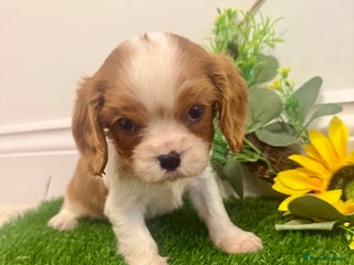 Cavalier King Charles Spaniel dogs KC Cavalier King Charles Spaniel 🧬 Tested Parents - Advert 5