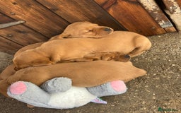 Labrador Retriever dogs for sale: STUNNING LITTER OF DARK FOX RED LABRADOR PUPPIES - Image 21