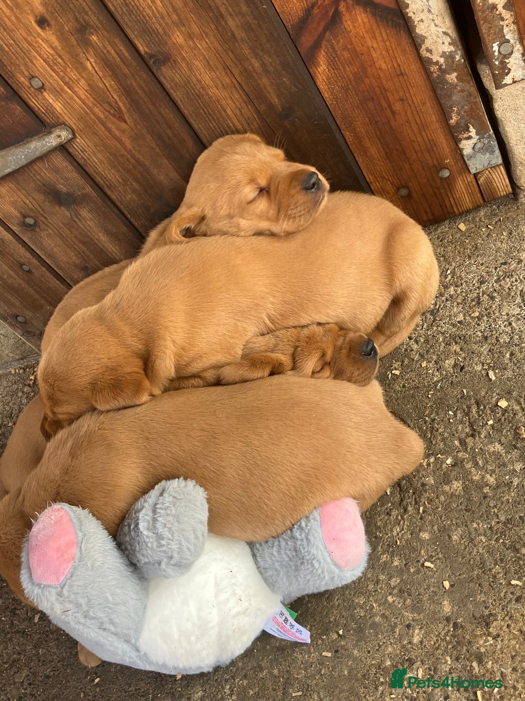 Labrador Retriever dogs for sale: STUNNING LITTER OF DARK FOX RED LABRADOR PUPPIES - Image 21