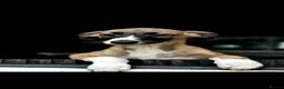 Mixed Breed dogs for sale: 3/4 whippet 1/4 collie - Advert 1