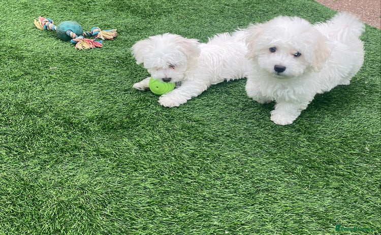 Maltese dogs - Advert 5