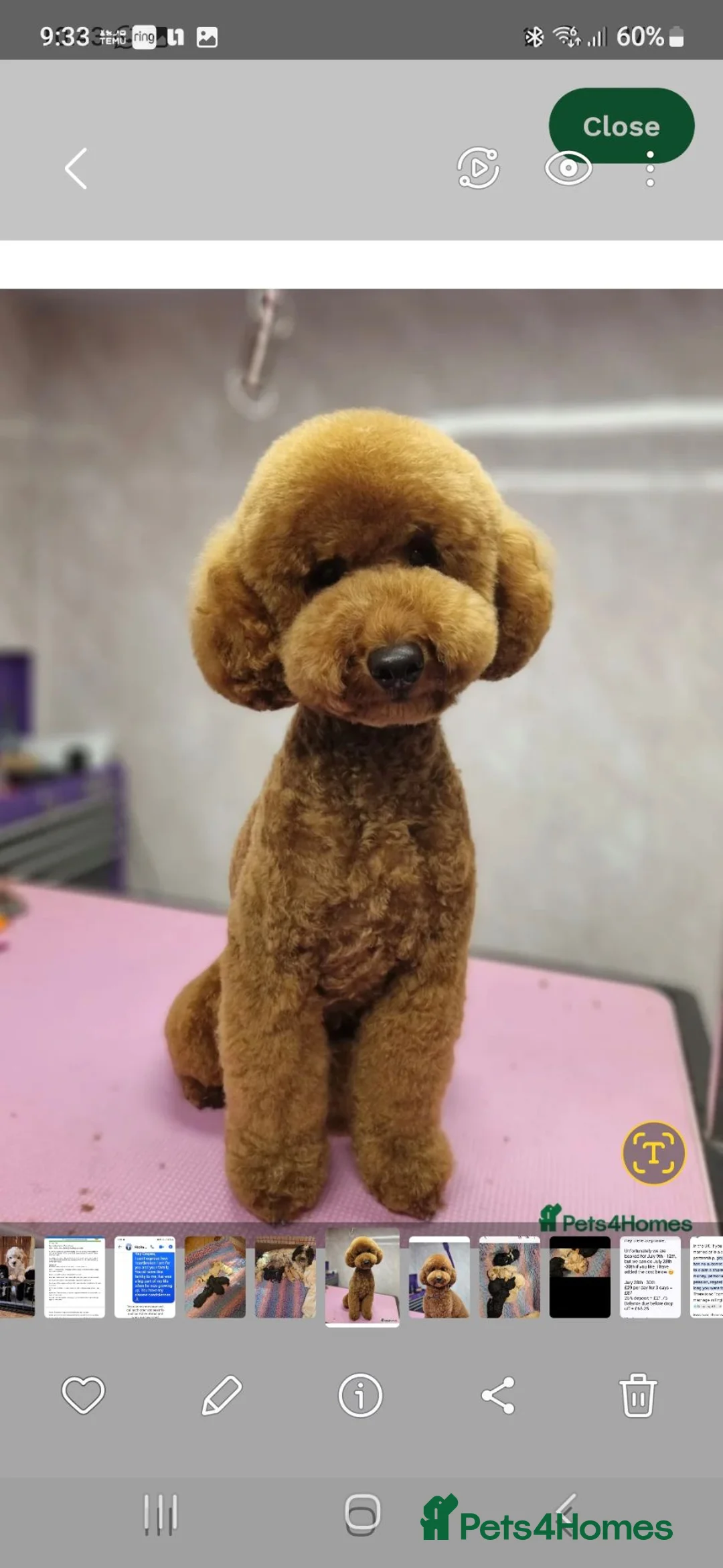 Lhasapoo dogs for sale: READY TO LEAVE 2 BOYS - Advert 13