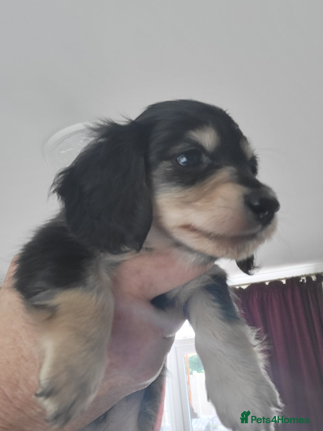 Miniature Dachshund dogs for sale: KC Black and Cream  long haired  - Image 21