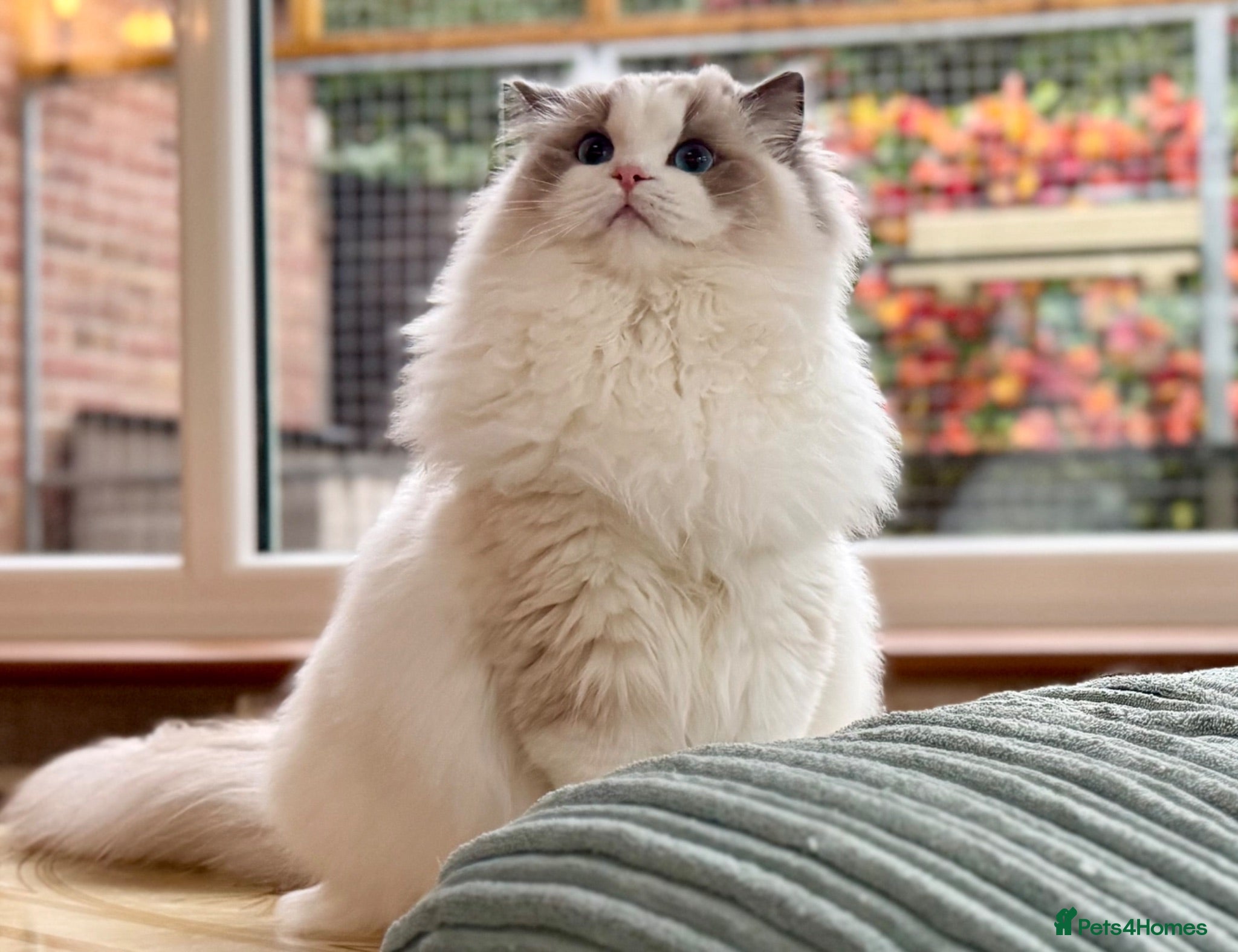 Ragdoll cats Pet spayed/neutered kittens  - Advert 2