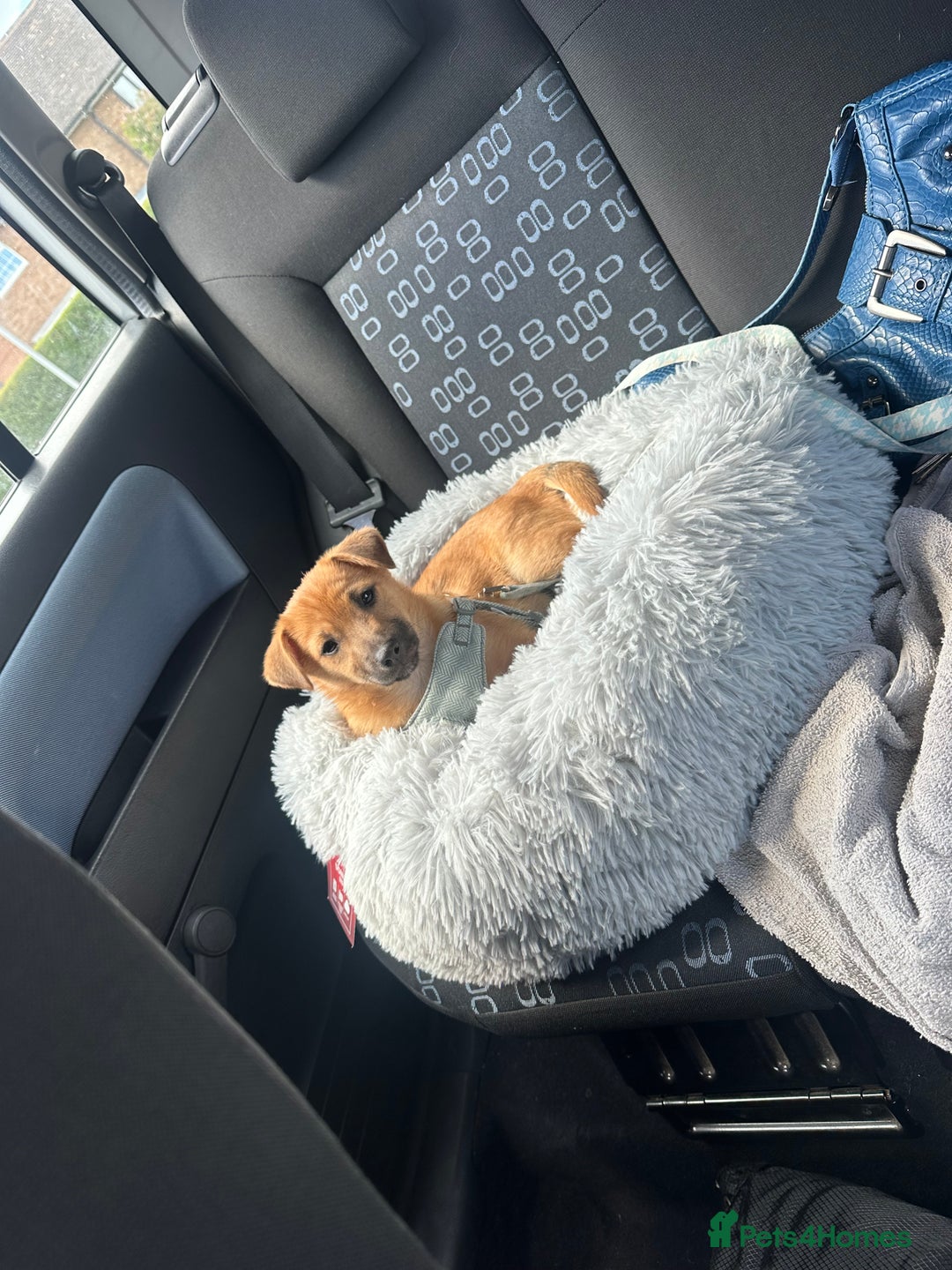 Mixed Breed dogs for sale: 7 month old jack Russell x Pomeranian for sale  - Image 4