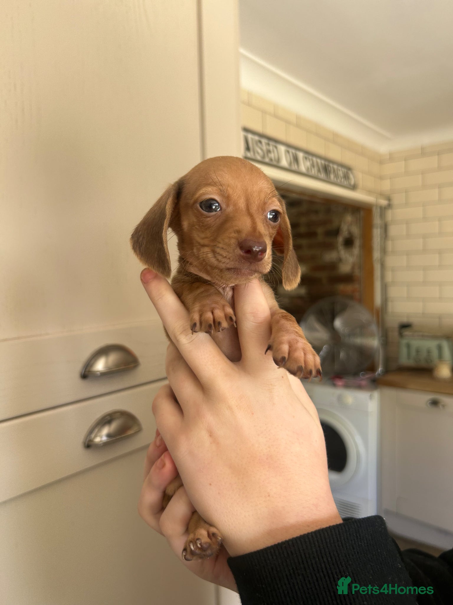 Miniature Dachshund dogs for sale: KC miniature dachshunds - Advert 4