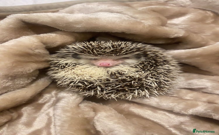 Pygmy Hedgehog rodents - Advert 9