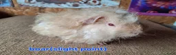 Guinea Pig rodents for sale: Lunkarya  - Advert 12