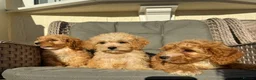 Cockapoo dogs for sale: F1 pra clear Cockapoos (council licensed) - Advert 4