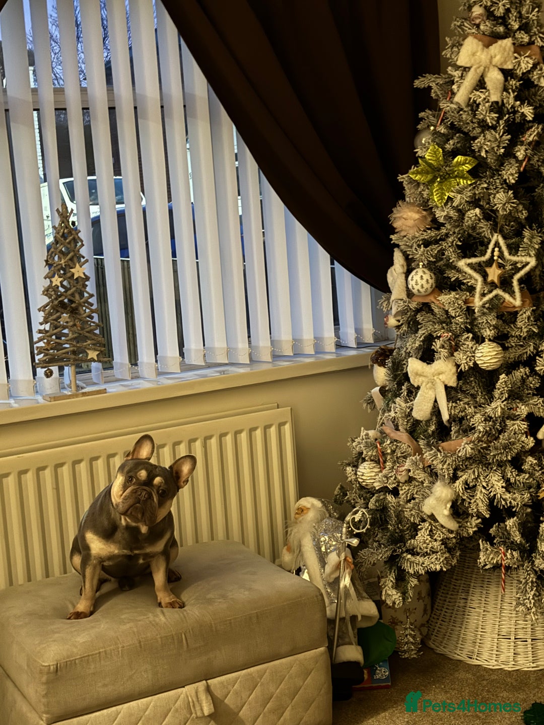 French Bulldog dogs for sale: Gorgeous lilac and tan boy - 3 years  - Image 3