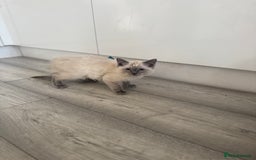 Ragdoll cats for sale: GCCF Ragdoll kittens beautiful litter  - Image 6