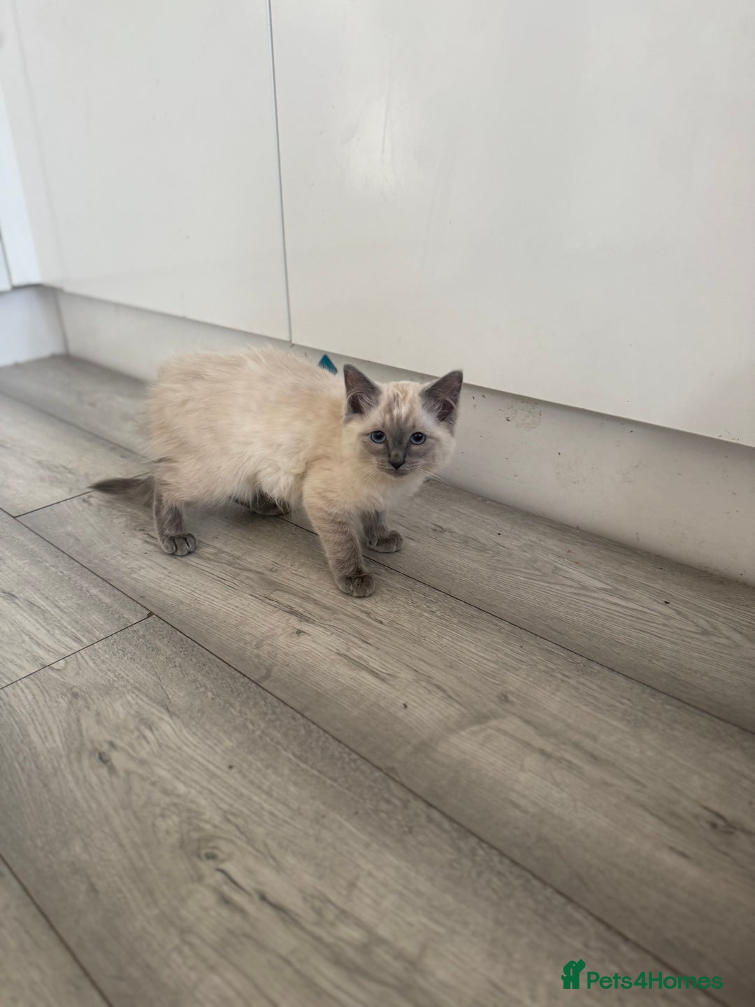 Ragdoll cats for sale: GCCF Ragdoll kittens beautiful litter  - Image 6