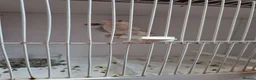 Finches birds for sale: Java Finches - Advert 3