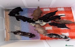 Sproodle dogs for sale: 10 fb2 Sproodles puppies  - Image 6