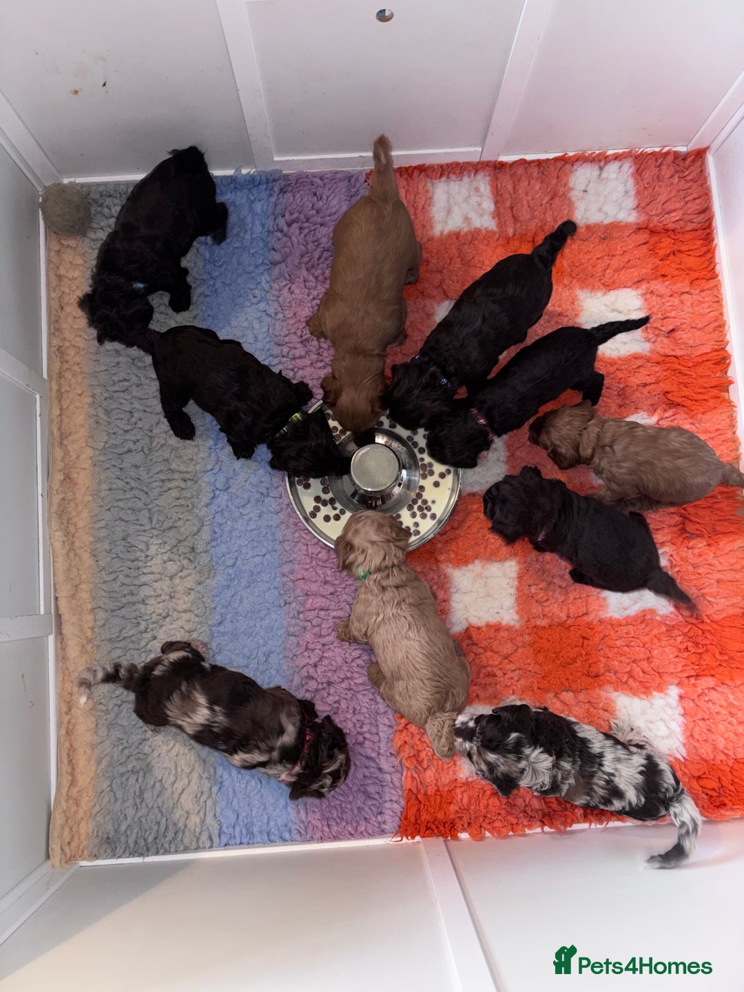 Sproodle dogs for sale: 10 fb2 Sproodles puppies  - Image 6