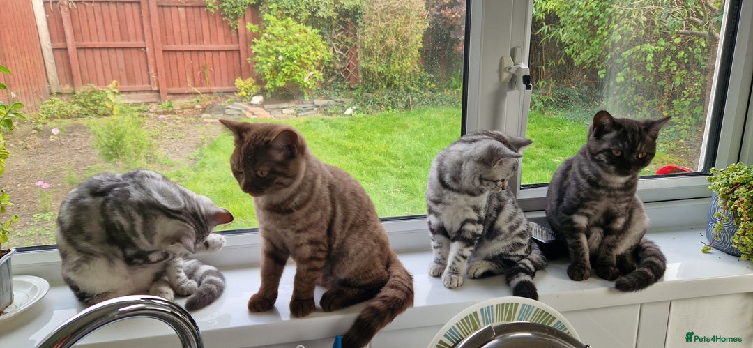 British Shorthair cats for sale: Lovely  British short hair kittens  - Image 3