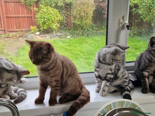 British Shorthair cats - Advert 6