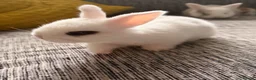 English Lop rabbits for sale: Baby bunnies for sale in Ulverston - Advert 6