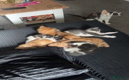 Domestic Shorthair cats for sale: Loving Home-Raised Kittens for Sale - Read Discrip - Image 17
