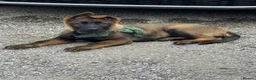 German Shepherd dogs for sale: KC Registered German Shepherd PuppiesChampion Line - Advert 6