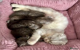Scottish Fold cats for sale: Adorable rare silver tabby/lilac tabby kittens 🐾 - Image 5