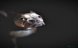 French Bulldog dogs for sale: Bulldog franch  - Image 14