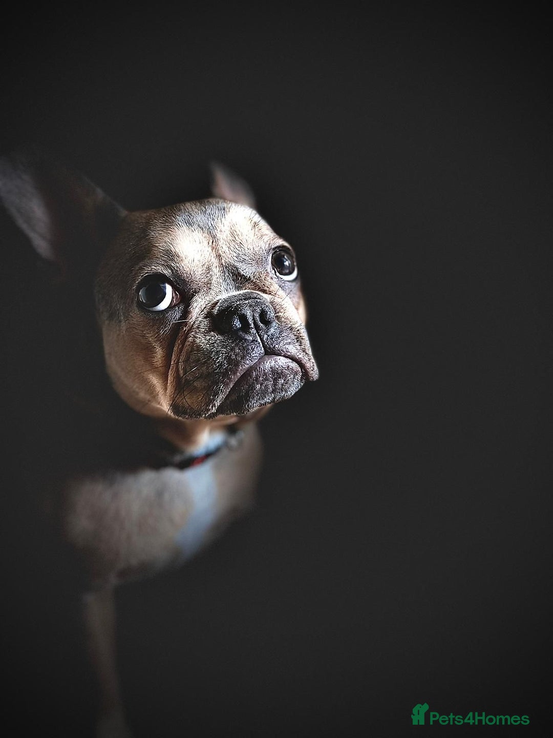 French Bulldog dogs for sale: Bulldog franch  - Image 14
