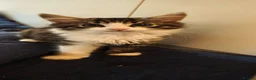Mixed Breed cats for sale: Fluffy kittens for sale - Advert 31