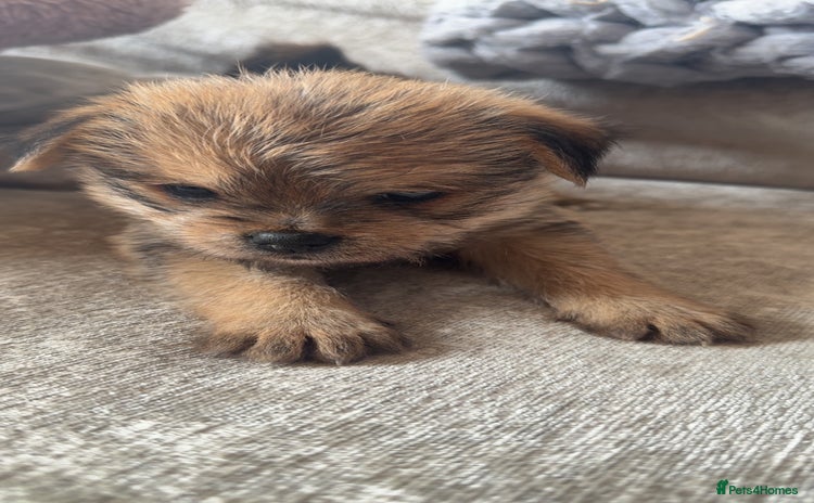 Mixed Breed dogs for sale in Alness - Advert 1