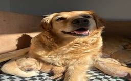 Golden Retriever dogs for sale: Golden retriever puppies!  - Image 6